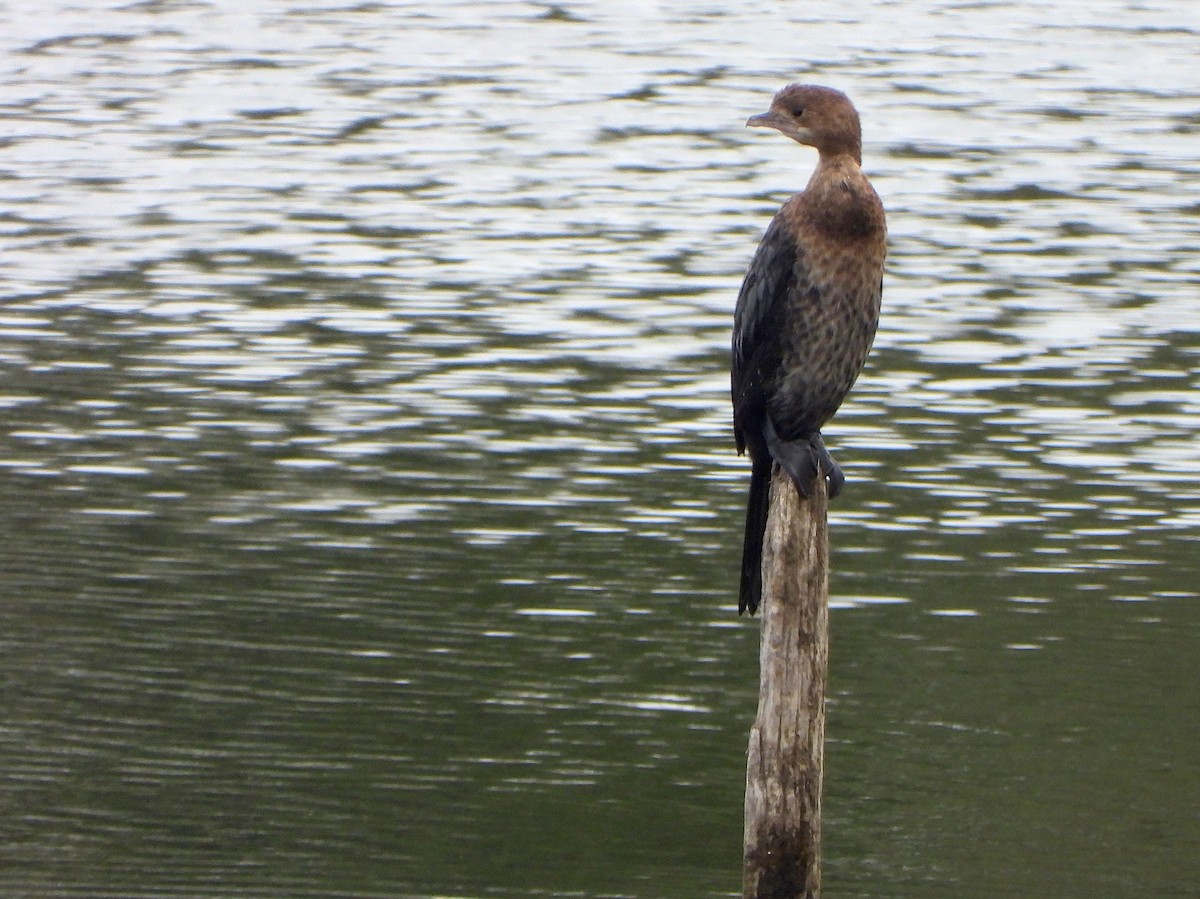 Pygmy Cormorant - ML647081321
