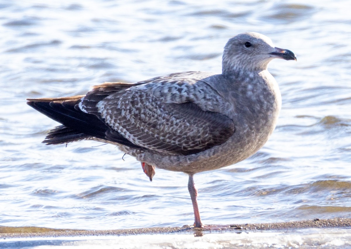 American Herring Gull - ML647081324