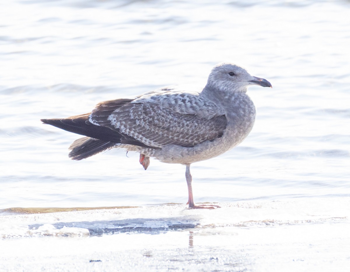 American Herring Gull - ML647081332