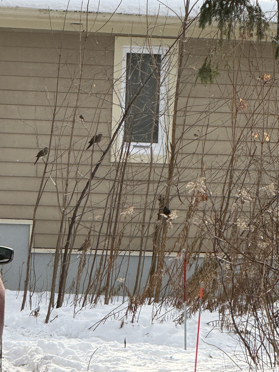 ハゴロモガラス - ML647081333