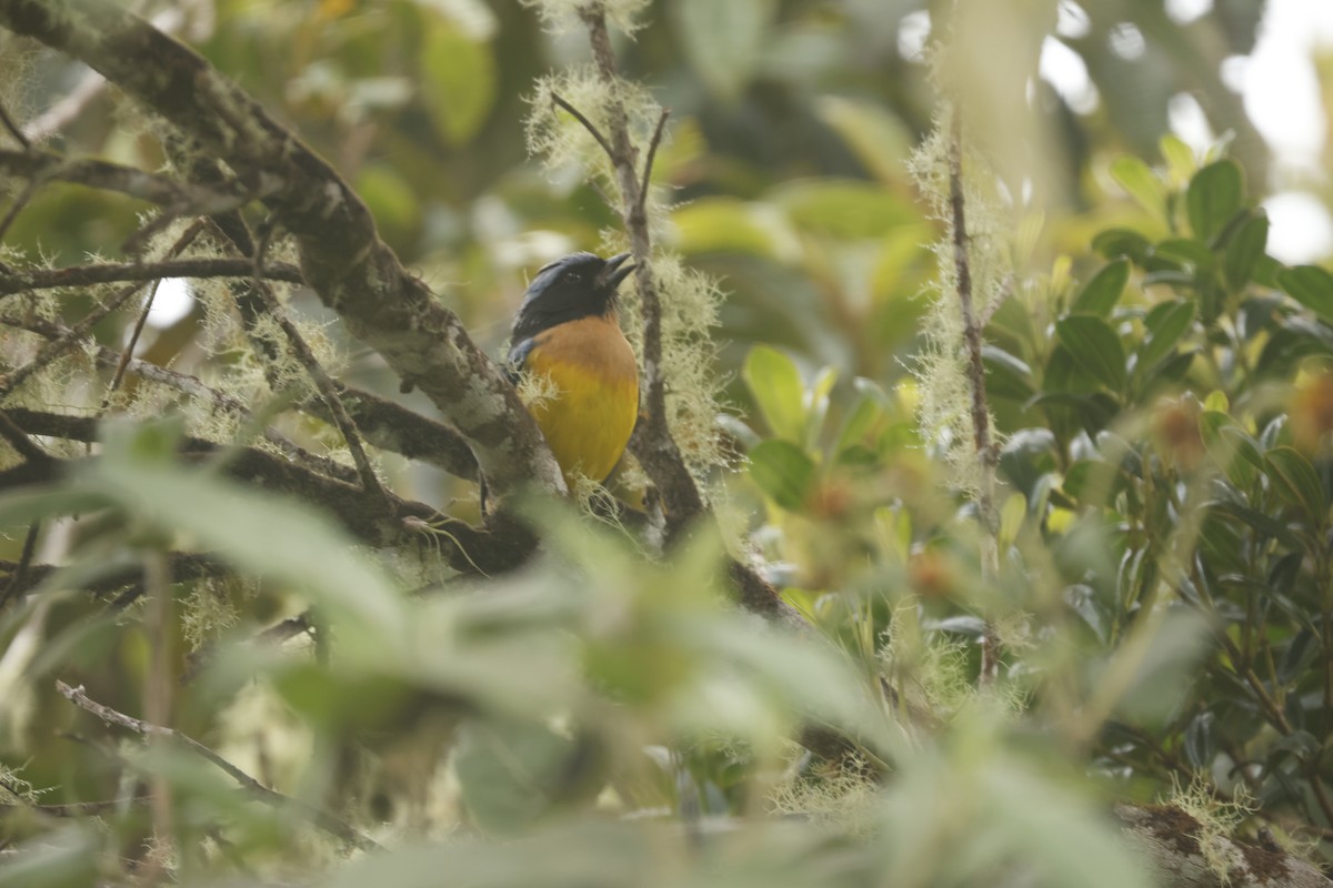 Carriker's Mountain Tanager - ML647081344