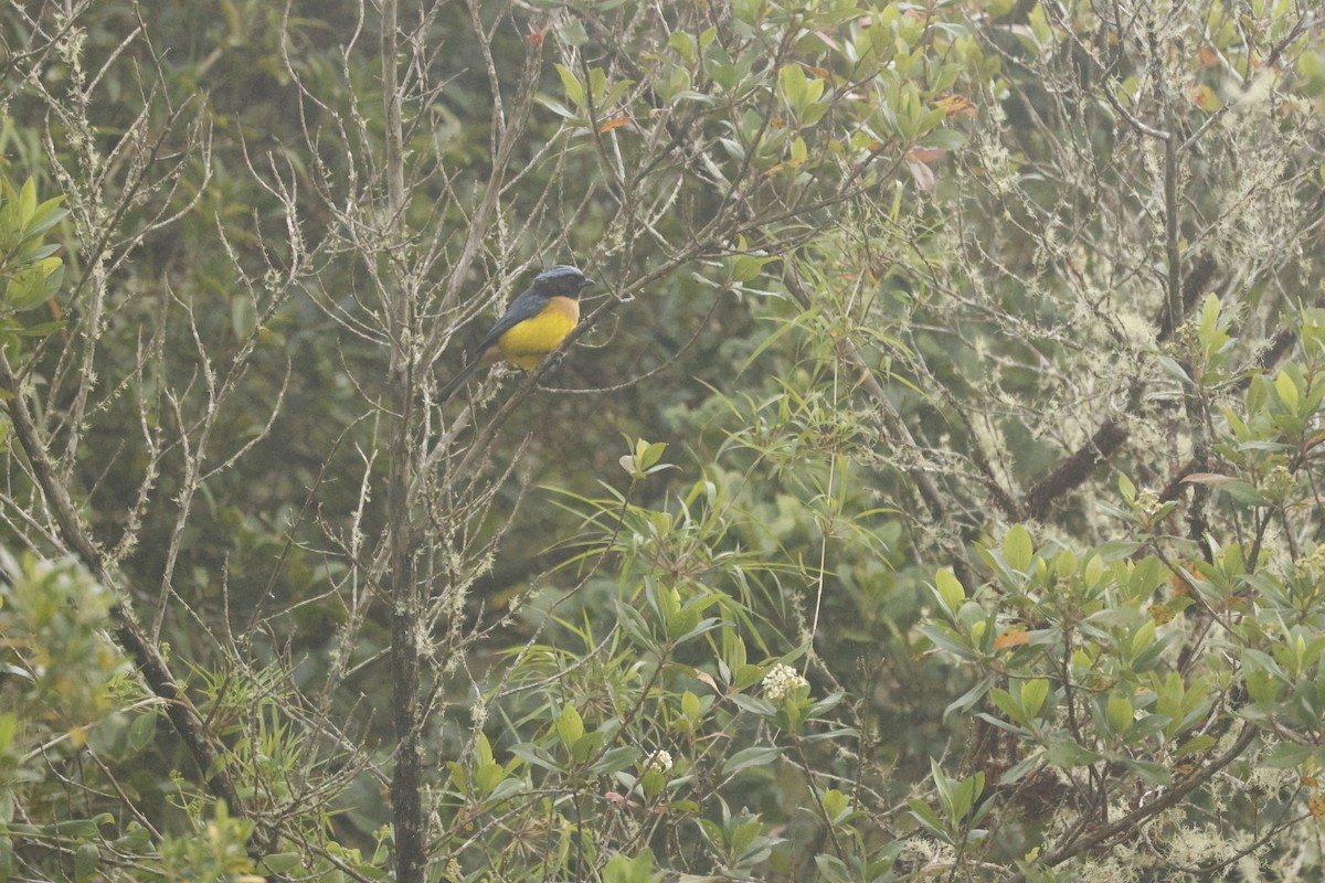 Carriker's Mountain Tanager - ML647081345