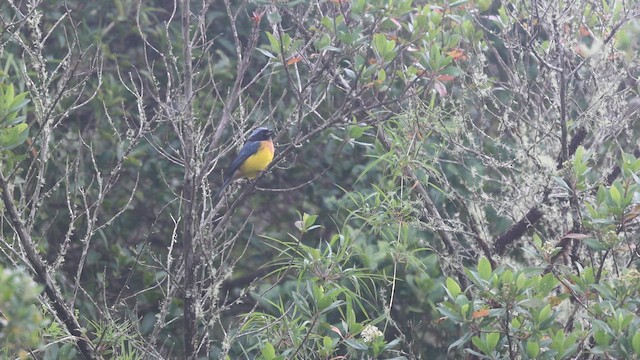 Carriker's Mountain Tanager - ML647081346