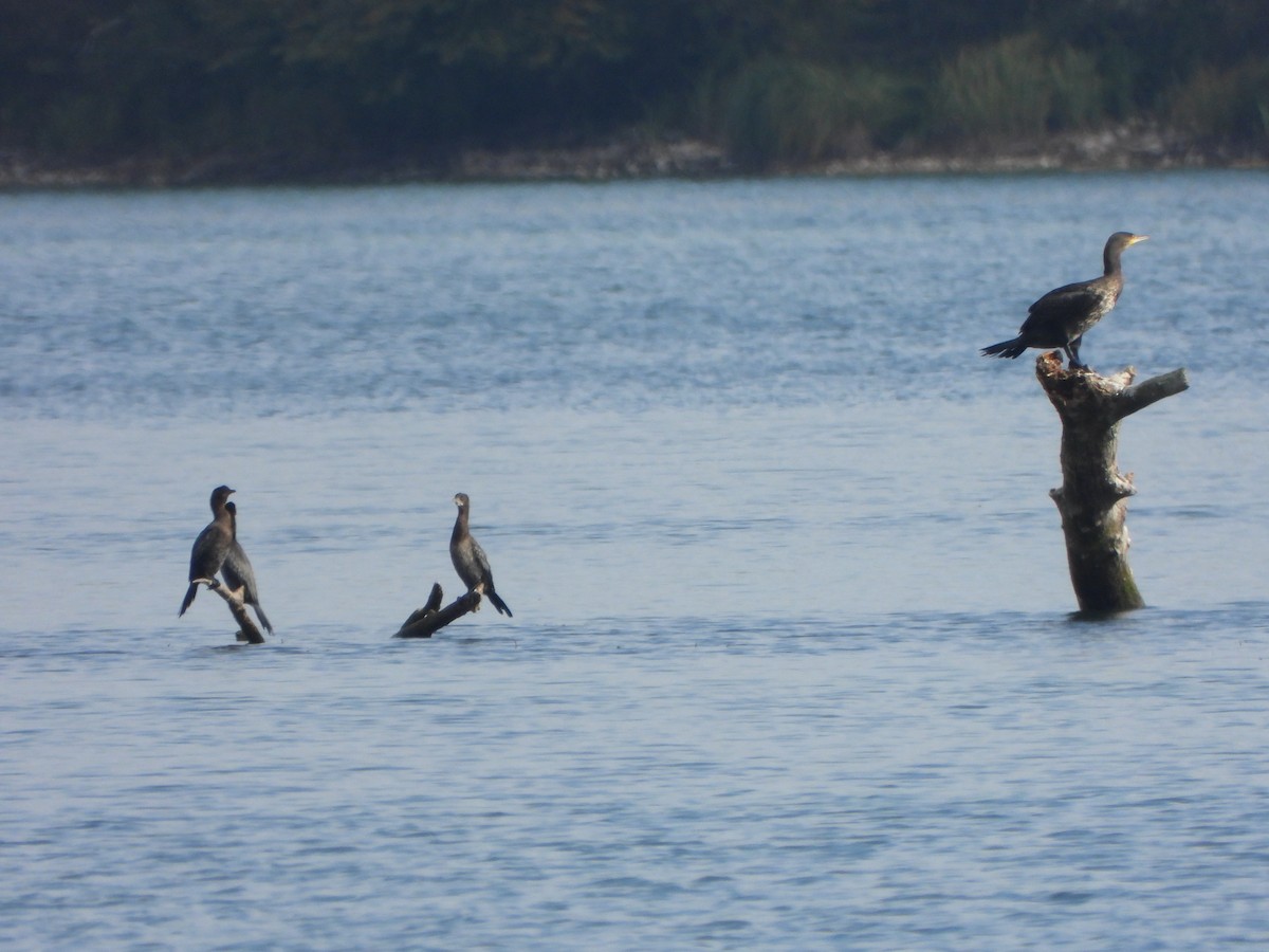 Pygmy Cormorant - ML647081349