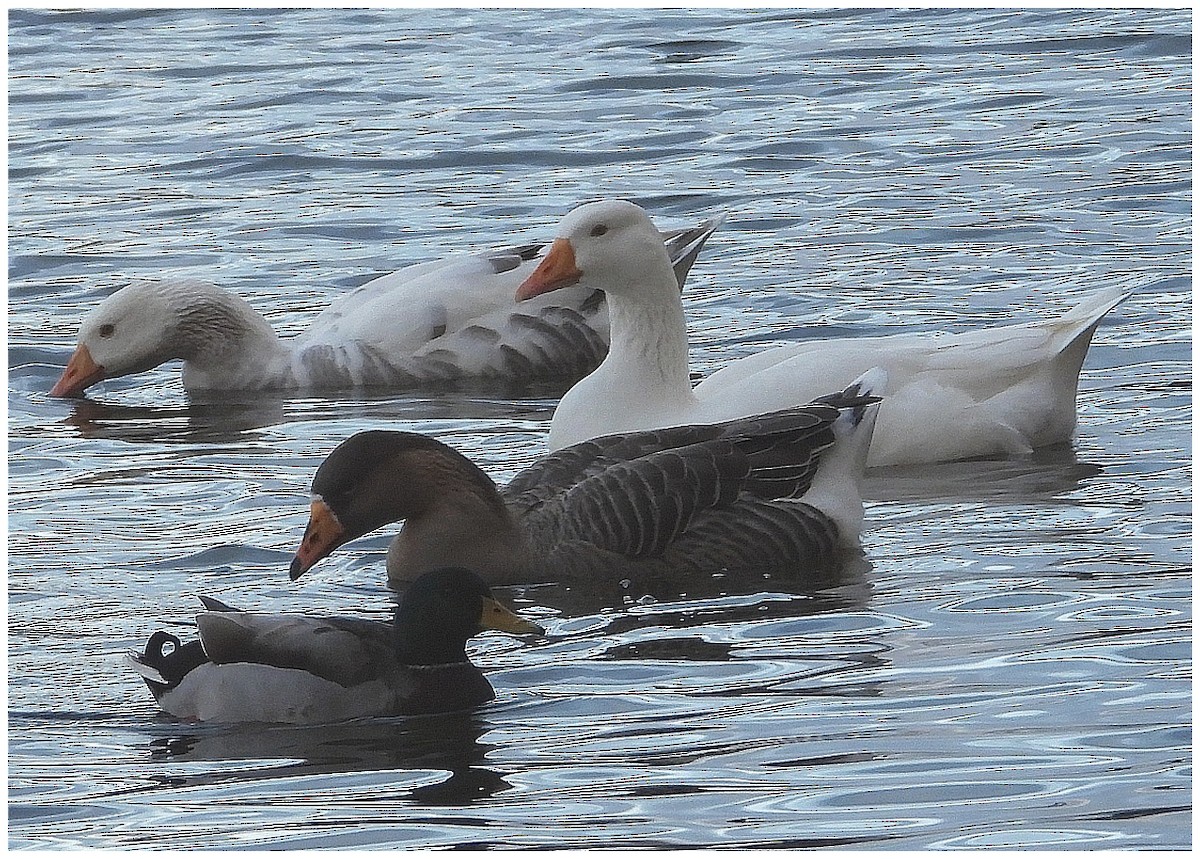 灰雁(馴化) - ML647081354