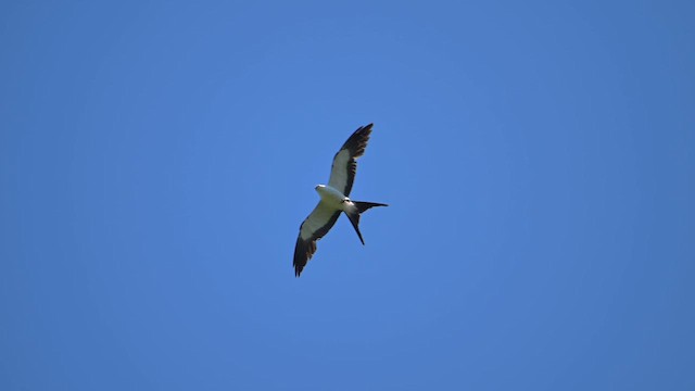 Swallow-tailed Kite - ML647081360