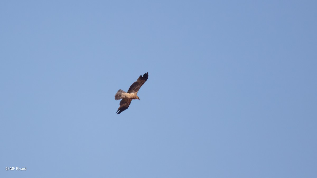 Whistling Kite - ML647081361