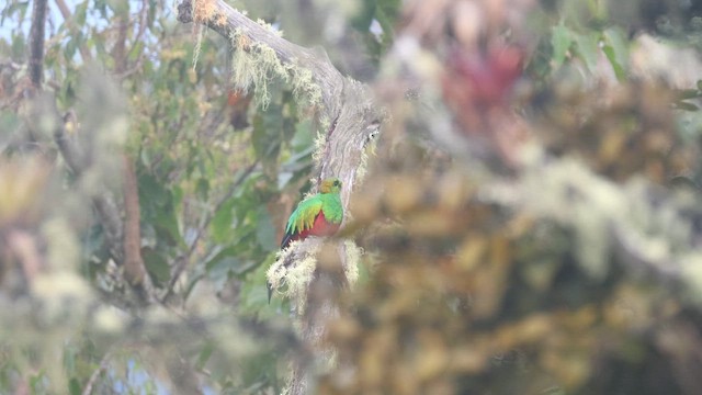 White-tipped Quetzal - ML647081378