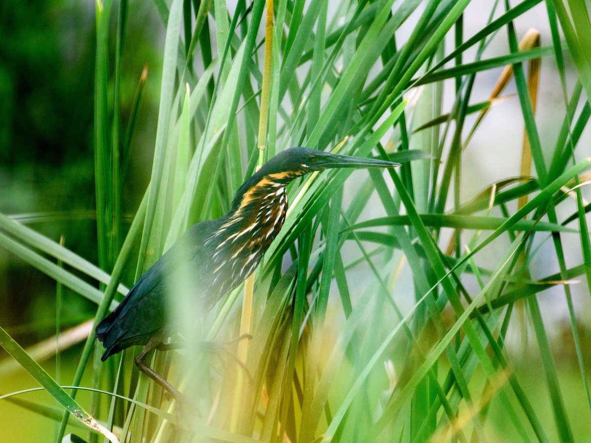 Black Bittern - ML647081387
