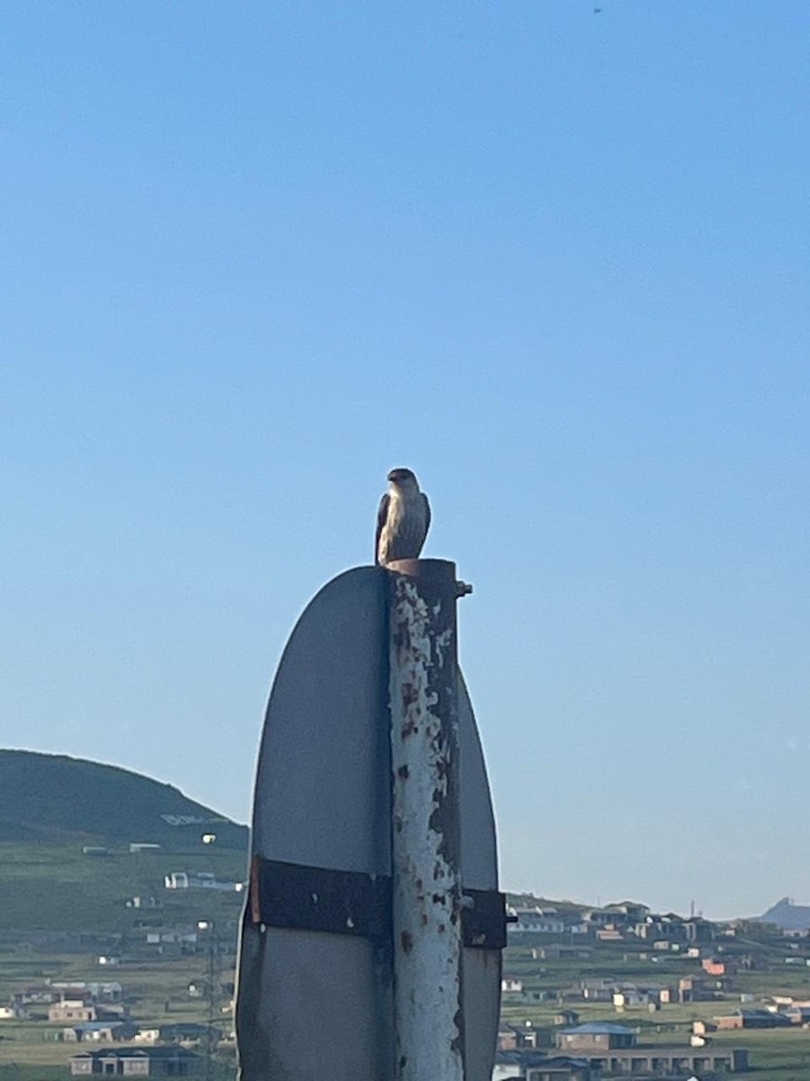 Golondrina Cabecirrufa - ML647081389