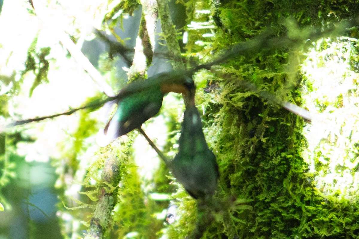 kolibřík pokřovní - ML647081391