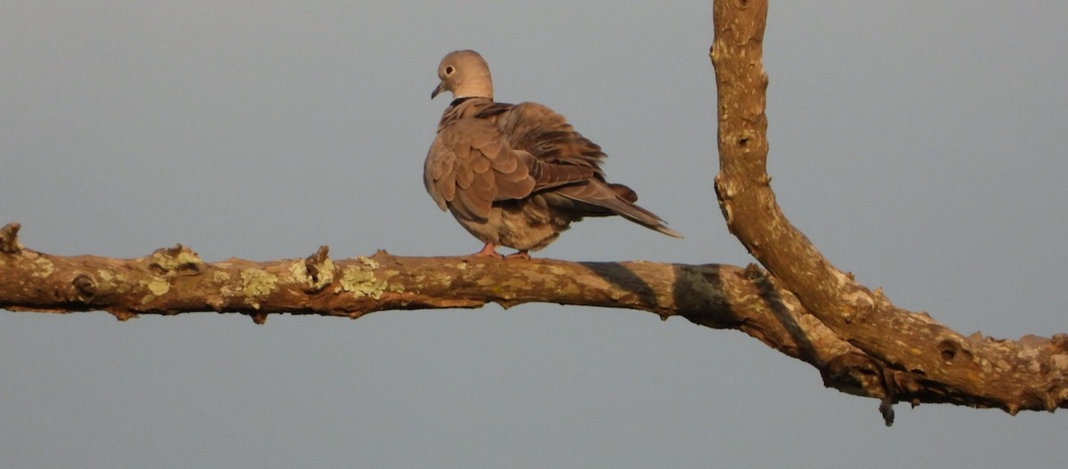 Кольчатая горлица - ML647081398