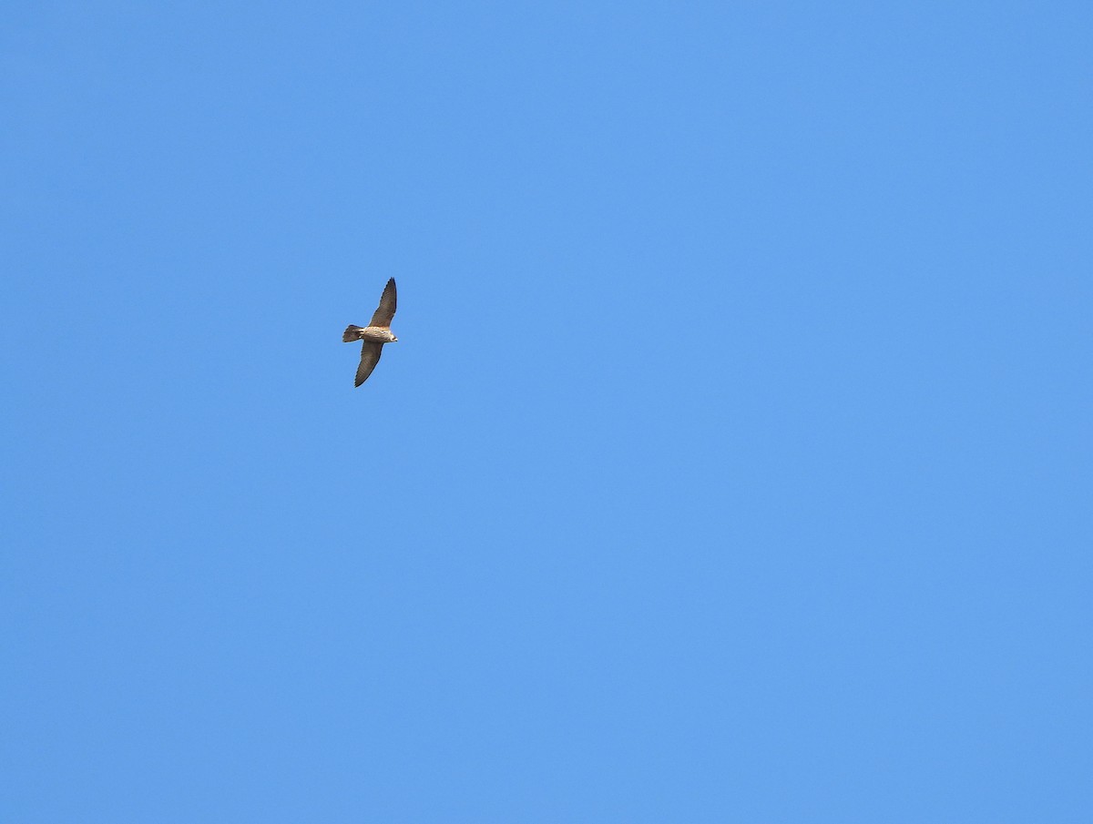 Peregrine Falcon - ML647081414