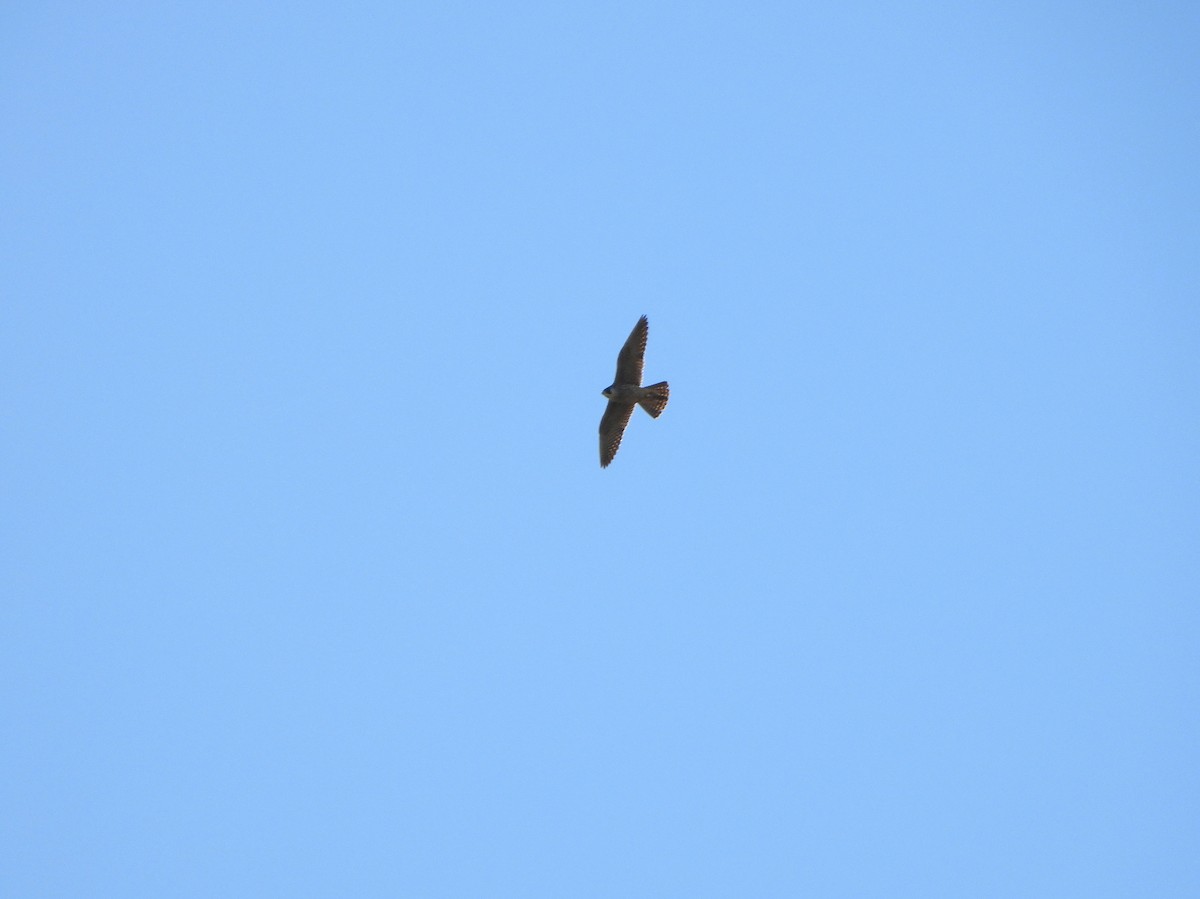 Peregrine Falcon - ML647081415