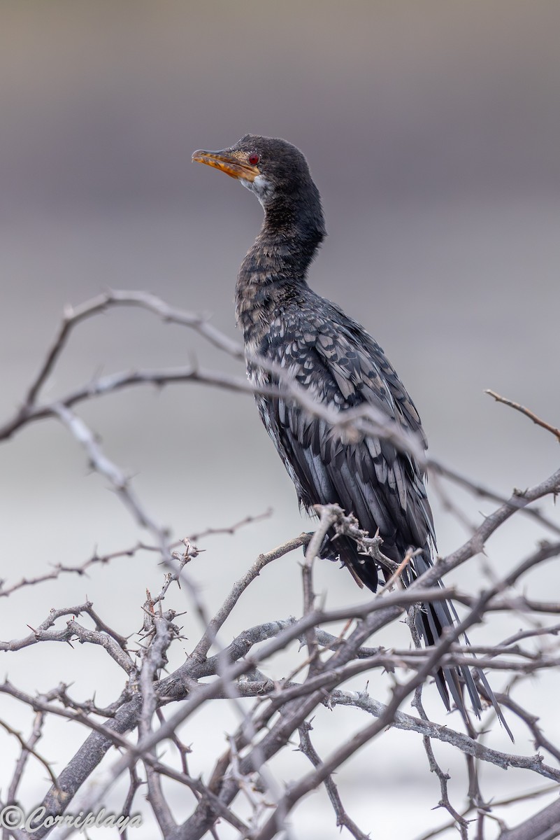 kormorán dlouhoocasý - ML647081426