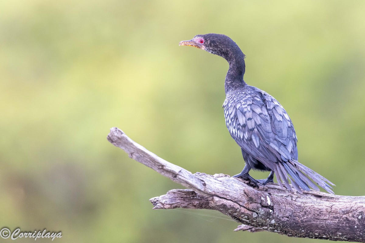 kormorán dlouhoocasý - ML647081427