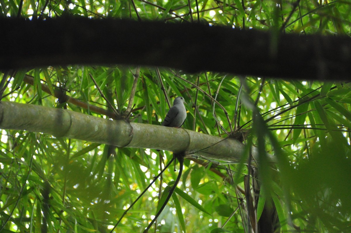 ソライロアルキバト - ML647081445