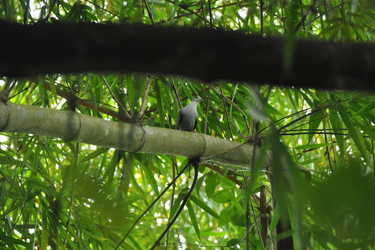 ソライロアルキバト - ML647081447