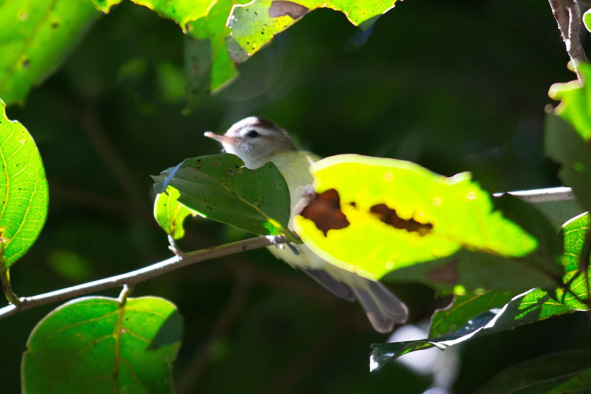 Brown-capped Vireo - ML647081453