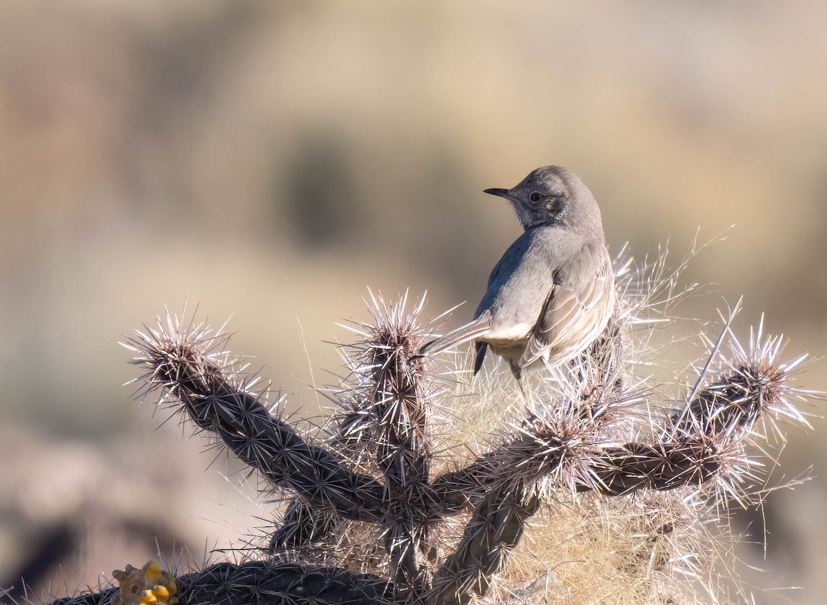 Sage Thrasher - ML647081477