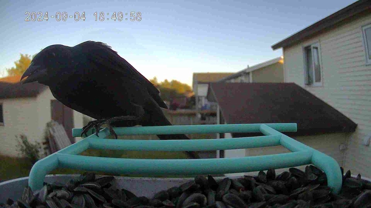 Common Grackle - ML647081481