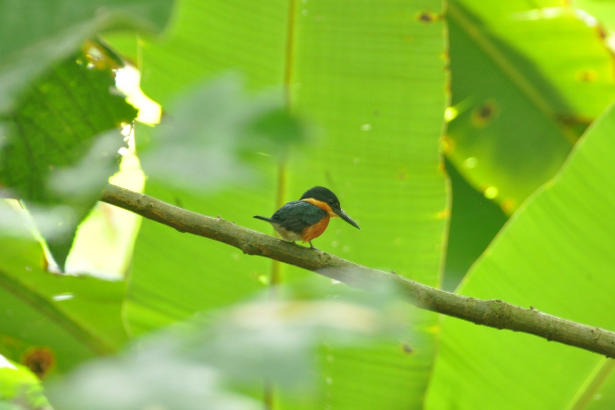 コミドリヤマセミ - ML647081483