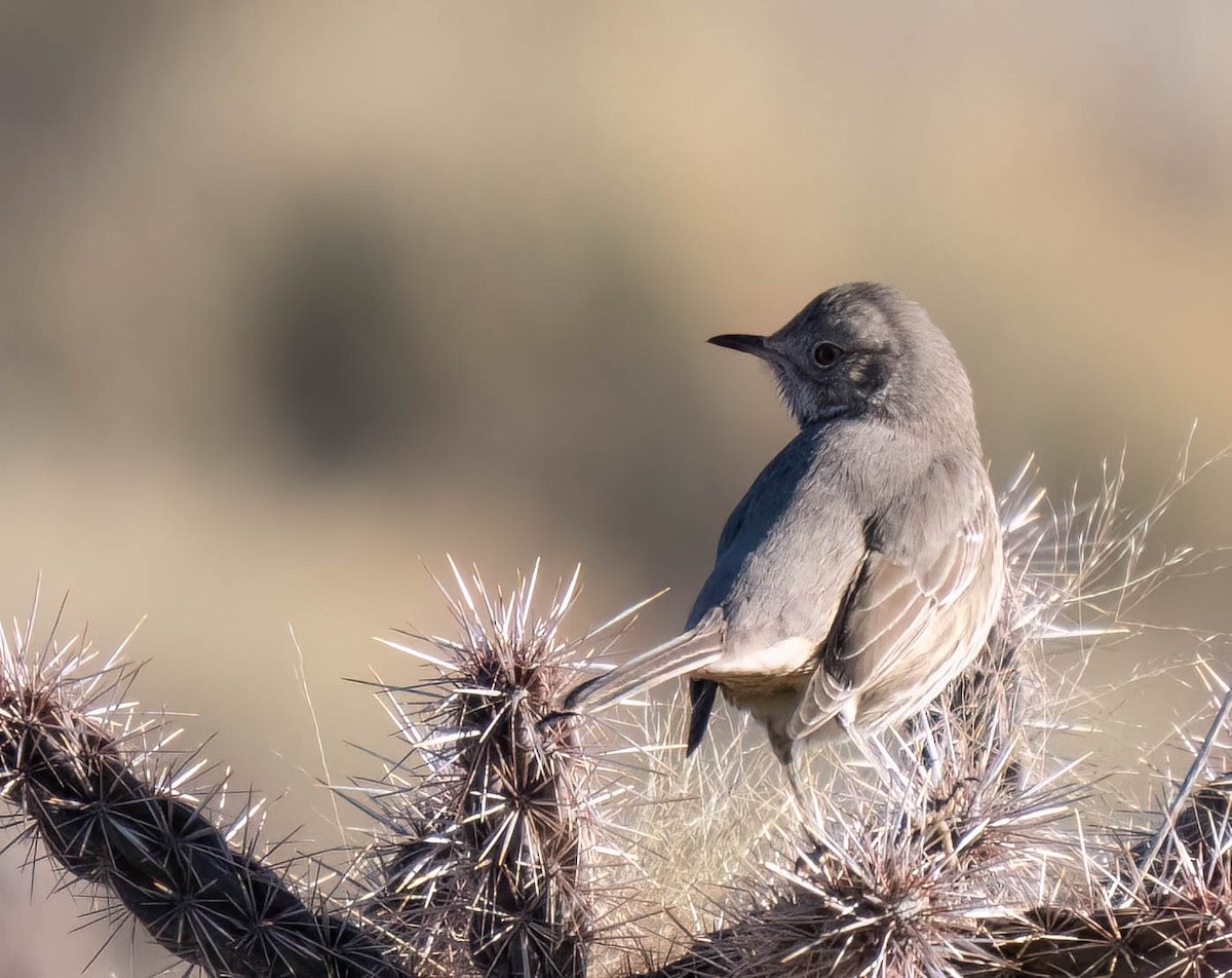 Sage Thrasher - ML647081485