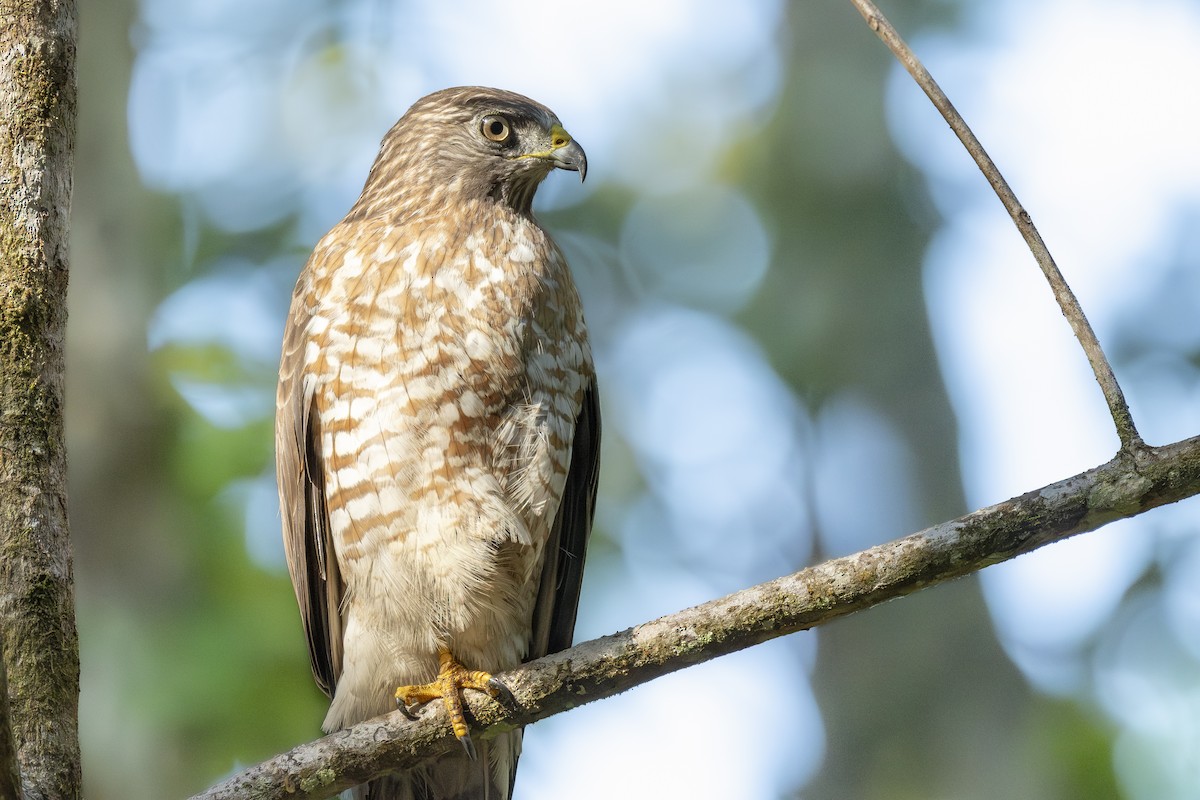 Broad-winged Hawk - ML647081486