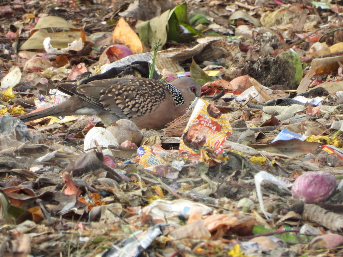 Spotted Dove - ML647081494