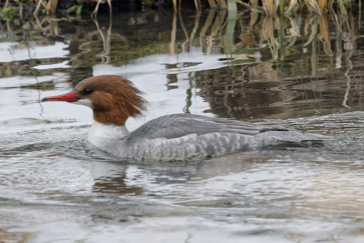 Крех великий - ML647081498