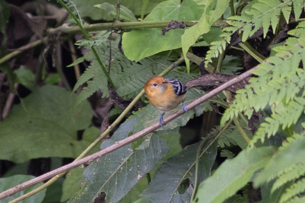 Pacific Antwren - ML647081499