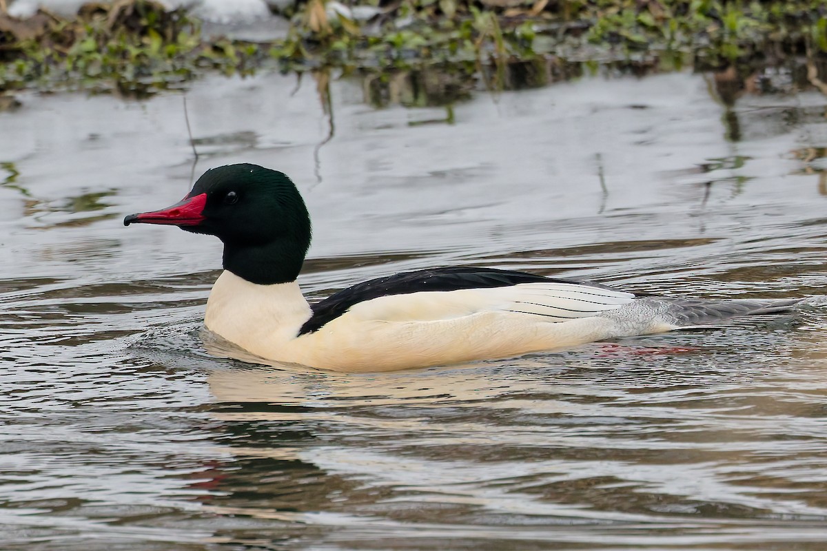Крех великий - ML647081500