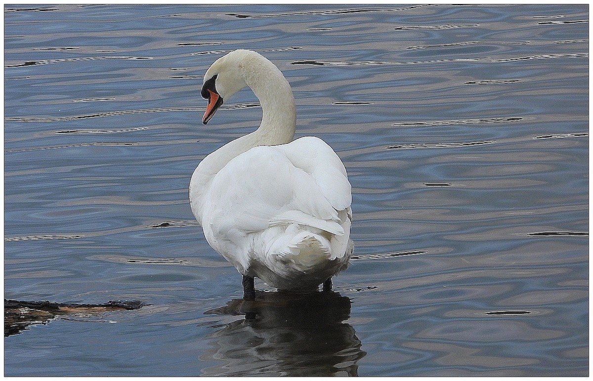 Лебідь-шипун - ML647081510