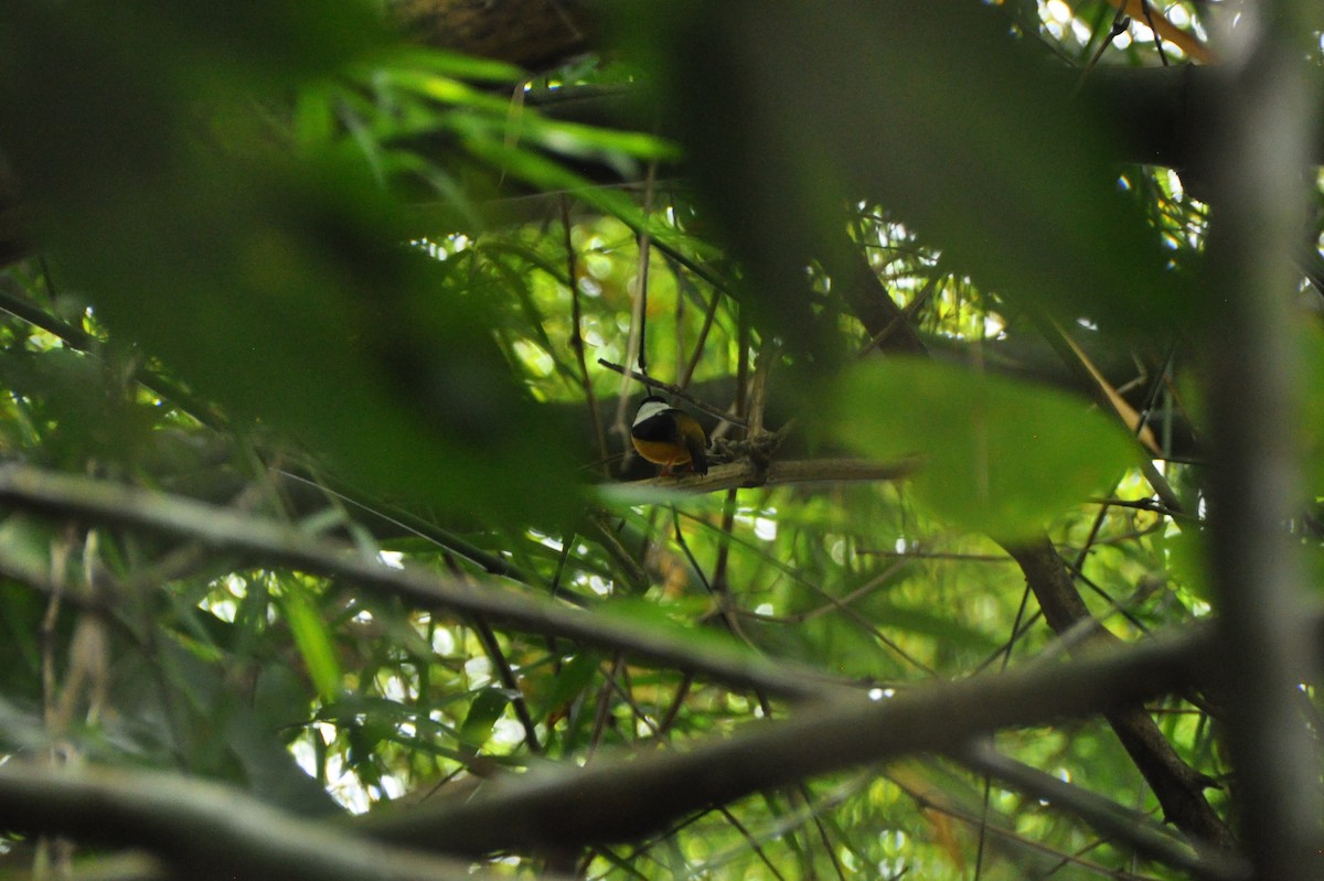 ムナジロマイコドリ - ML647081512