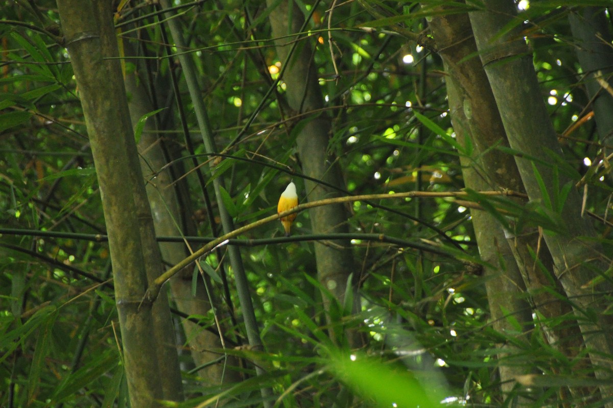 ムナジロマイコドリ - ML647081513