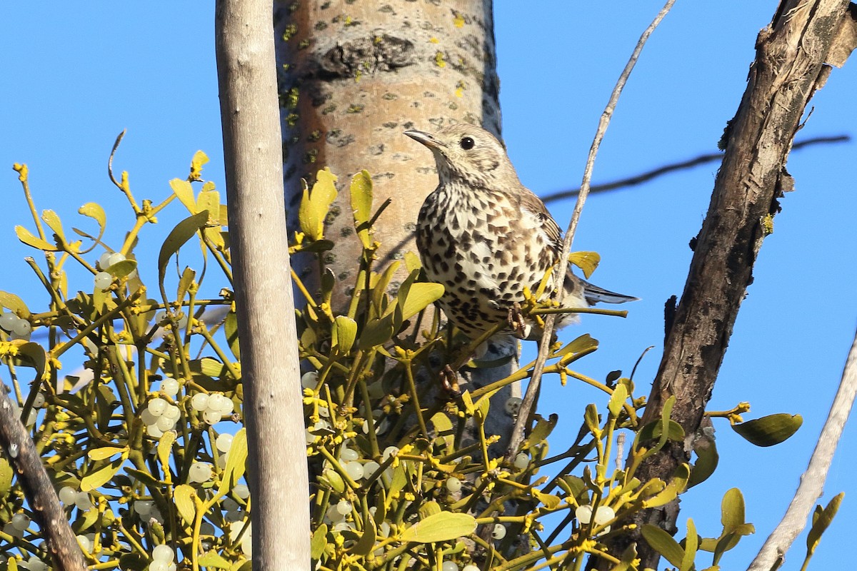 ヤドリギツグミ - ML647081514