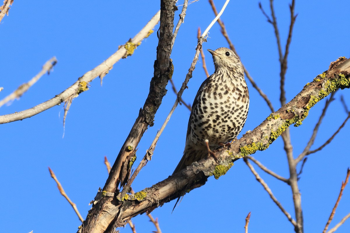 ヤドリギツグミ - ML647081515