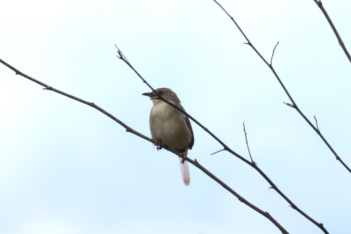 Singing Cisticola - ML647081522