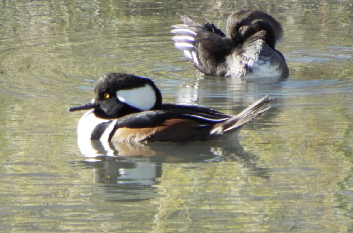 Hooded Merganser - ML647081523