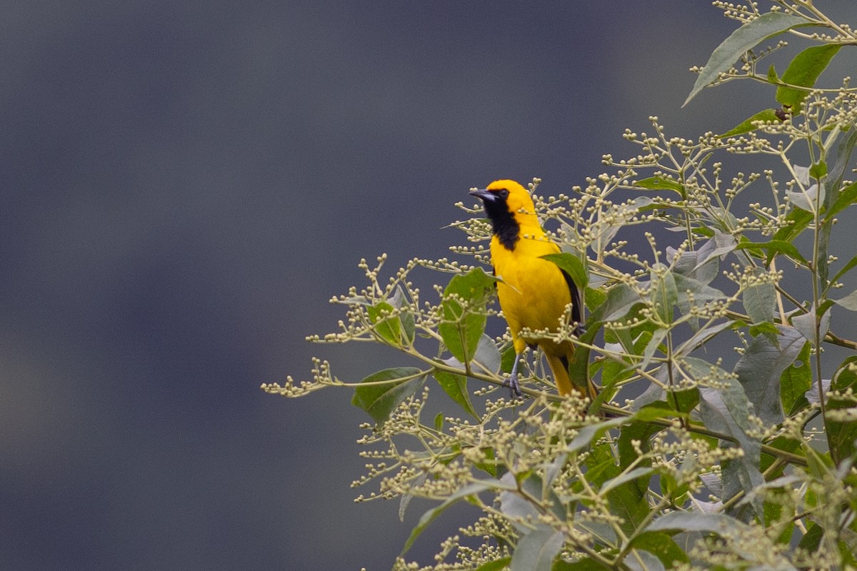 Yellow-tailed Oriole - ML647081524