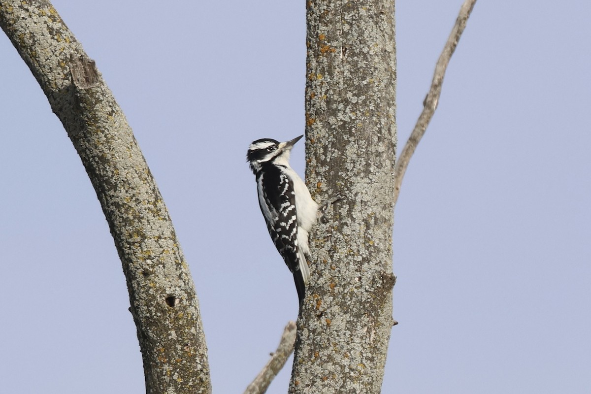 Pic chevelu - ML647081530