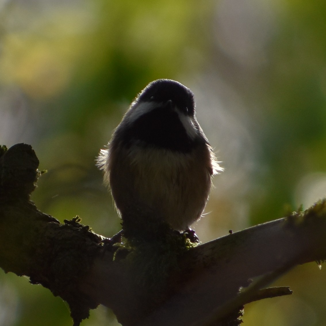 Black-capped Chickadee - ML647081535