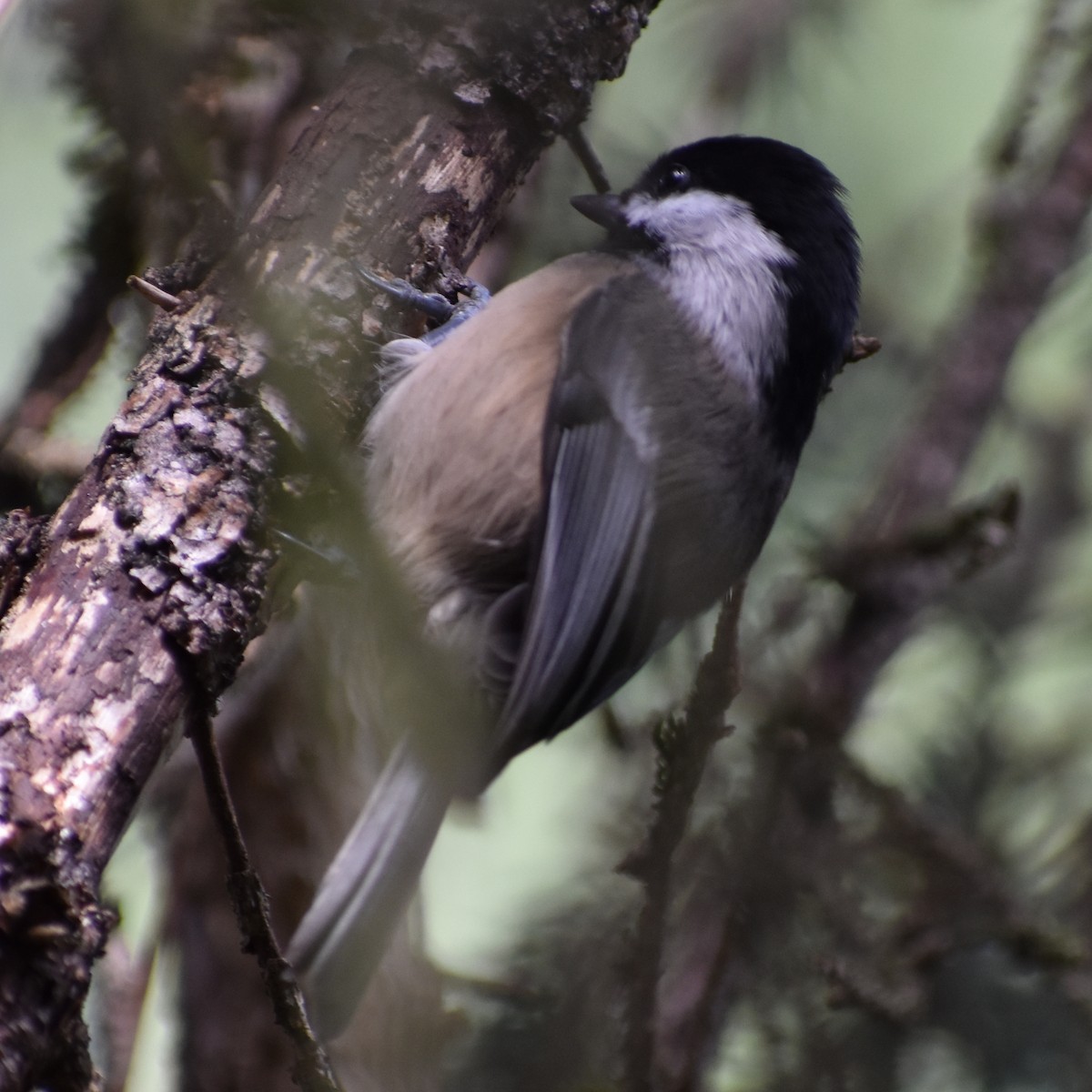Black-capped Chickadee - ML647081541