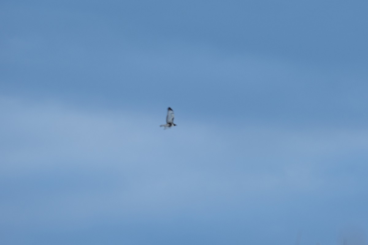 Red-tailed Hawk (abieticola) - ML647081555