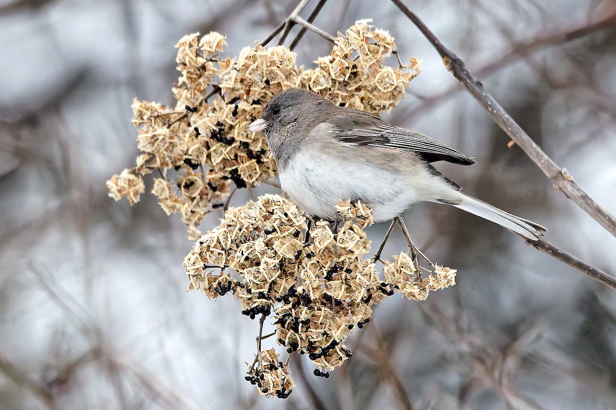 Юнко сірий - ML647081556