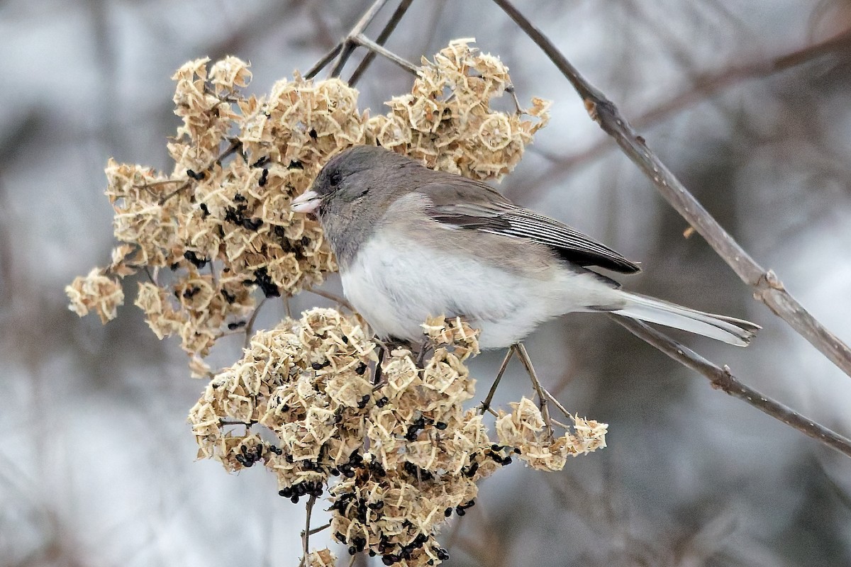 Юнко сірий - ML647081557