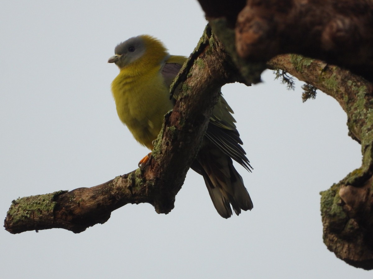 Желтоногий зелёный голубь - ML647081567