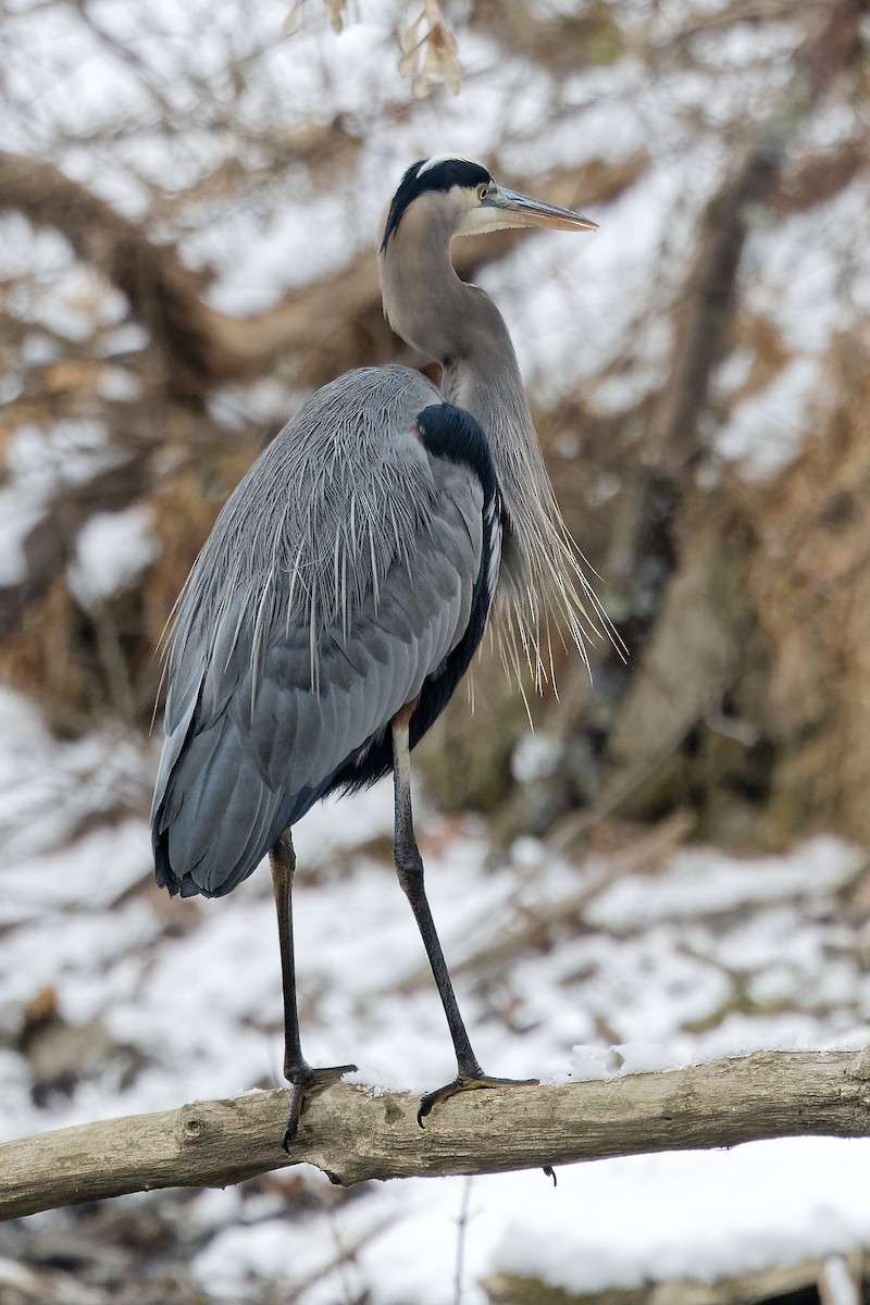 Чапля північна - ML647081595