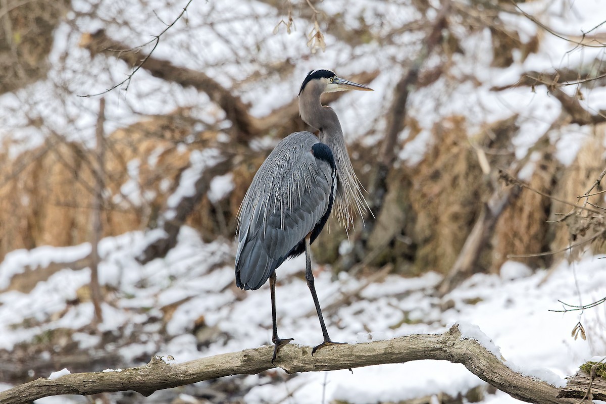 Чапля північна - ML647081596