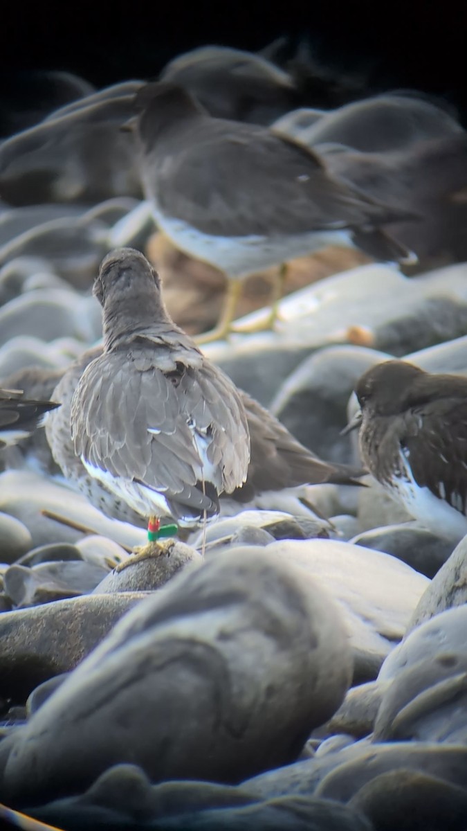 Surfbird - ML647081599